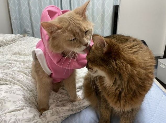 Dứt ruột b&aacute;n xe cổ để cứu m&egrave;o cưng bị bệnh hiểm ngh&egrave;o, chủ nh&acirc;n nhận lại bất ngờ từ người mua giấu mặt - Ảnh 13.