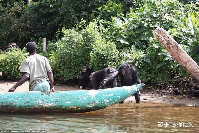 Rise of the Apes phiên bản thực tế: Bạn sẽ bị ăn tươi nuốt sống khi dám đến gần lãnh thổ của chúng! - Ảnh 2. Rise of the Apes phiên bản thực tế: Bạn sẽ bị ăn tươi nuốt sống khi dám đến gần lãnh thổ của chúng! - Ảnh 2.