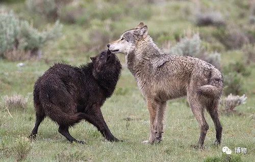 Chó vẫy đuôi thì rất dễ thương, nhưng sói vẫy đuôi thì có ý nghĩa gì? - Ảnh 6. Chó vẫy đuôi thì rất dễ thương, nhưng sói vẫy đuôi thì có ý nghĩa gì? - Ảnh 6.