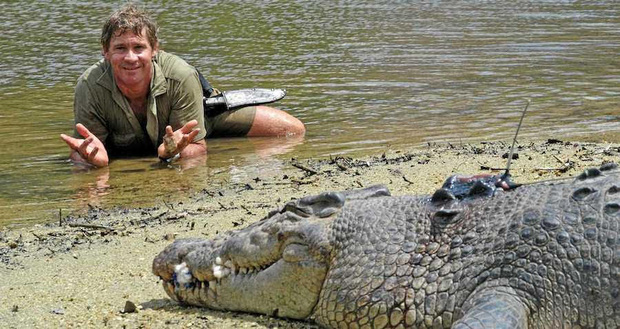 Cái chết nghiệt ngã của thợ săn cá sấu Steve Irwin: Nhà động vật học hàng đầu thế giới và câu chuyện sinh nghề tử nghiệp - Ảnh 6. Cái chết nghiệt ngã của thợ săn cá sấu Steve Irwin: Nhà động vật học hàng đầu thế giới và câu chuyện sinh nghề tử nghiệp - Ảnh 6.