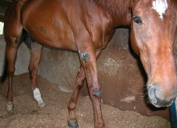 Tại sao ngựa lại ngủ đứng? - Ảnh 3. Tại sao ngựa lại ngủ đứng? - Ảnh 3.