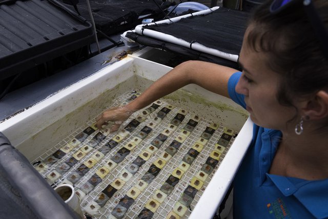 Nghiên cứu: Loài sinh vật biển thần kì, có khả năng trở thành vũ khí chống siêu bão - Ảnh 2. Nghiên cứu: Loài sinh vật biển thần kì, có khả năng trở thành vũ khí chống siêu bão - Ảnh 2.