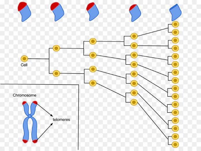 Giới hạn Hayflick: Tại sao con người chỉ có thể sống tới 125 năm? - Ảnh 3. Giới hạn Hayflick: Tại sao con người chỉ có thể sống tới 125 năm? - Ảnh 3.