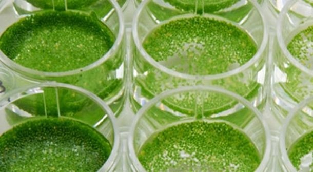 Nghiên cứu mới: Bèo tấm hơn cả siêu thực phẩm - Ảnh 1. Nghiên cứu mới: Bèo tấm hơn cả siêu thực phẩm - Ảnh 1.