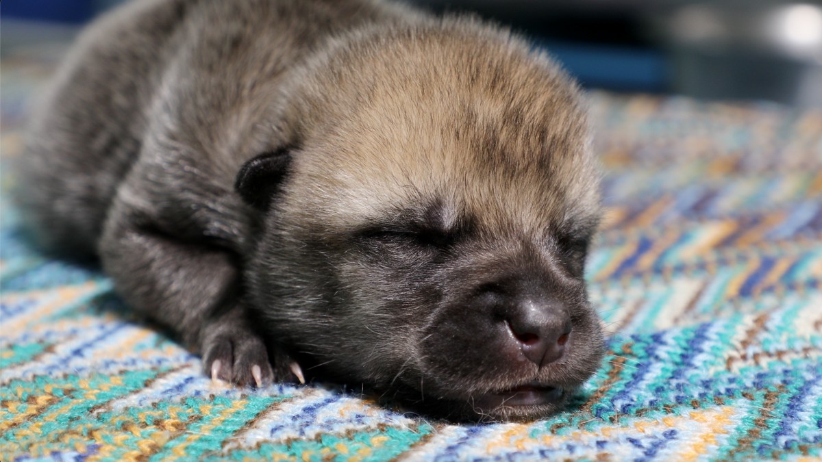 "Bản sao" sói đầu tiên trên thế giới được sinh ra, mở đường cho việc đưa các loài có nguy cơ tuyệt chủng trở lại! - Ảnh 1. "Bản sao" sói đầu tiên trên thế giới được sinh ra, mở đường cho việc đưa các loài có nguy cơ tuyệt chủng trở lại! - Ảnh 1.