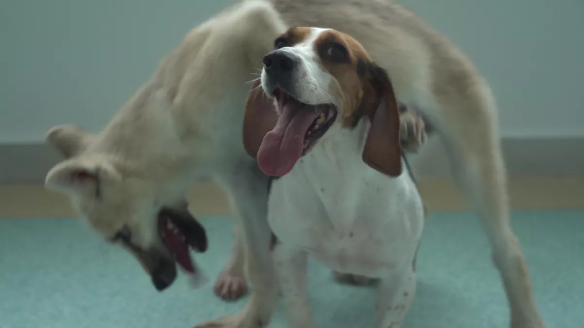 "Bản sao" sói đầu tiên trên thế giới được sinh ra, mở đường cho việc đưa các loài có nguy cơ tuyệt chủng trở lại! - Ảnh 4. "Bản sao" sói đầu tiên trên thế giới được sinh ra, mở đường cho việc đưa các loài có nguy cơ tuyệt chủng trở lại! - Ảnh 4.