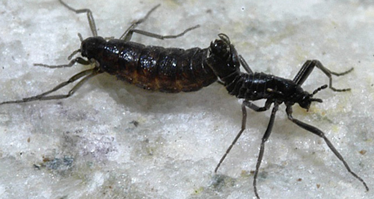 Những sự thật bất ngờ về Nam Cực mà không phải ai cũng biết - Ảnh 4. Những sự thật bất ngờ về Nam Cực mà không phải ai cũng biết - Ảnh 4.