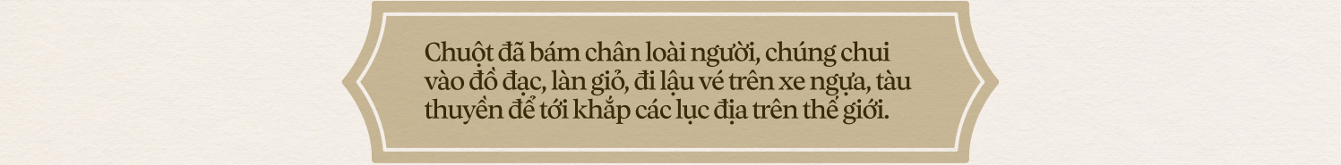 Chuyện của loài chuột: Từ kẻ bám chân vĩ đại đến đồng minh khoa học của loài người - Ảnh 13. Chuyện của loài chuột: Từ kẻ bám chân vĩ đại đến đồng minh khoa học của loài người - Ảnh 13.