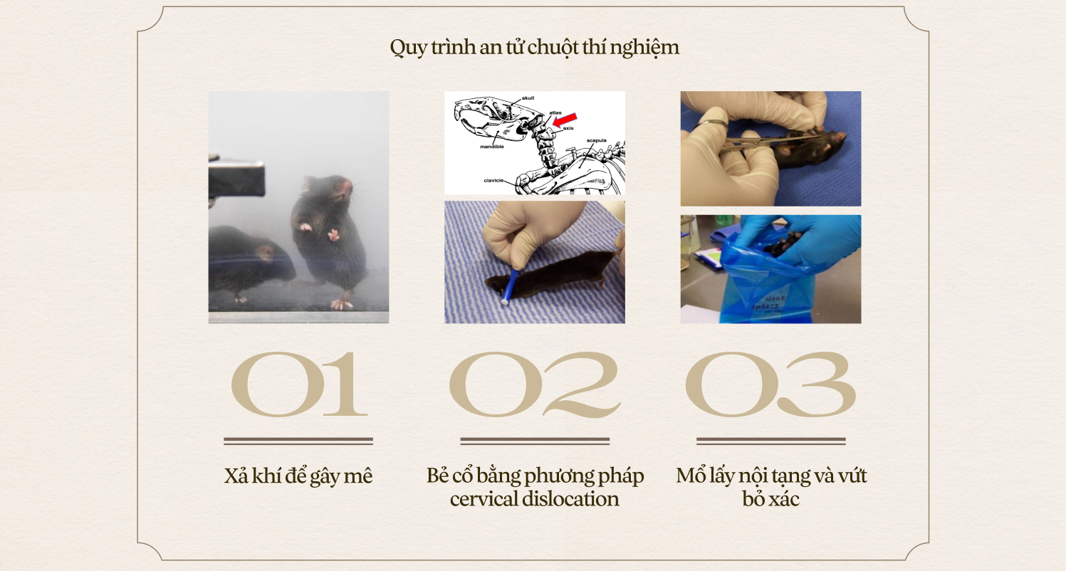 Chuyện của loài chuột: Từ kẻ bám chân vĩ đại đến đồng minh khoa học của loài người - Ảnh 38. Chuyện của loài chuột: Từ kẻ bám chân vĩ đại đến đồng minh khoa học của loài người - Ảnh 38.