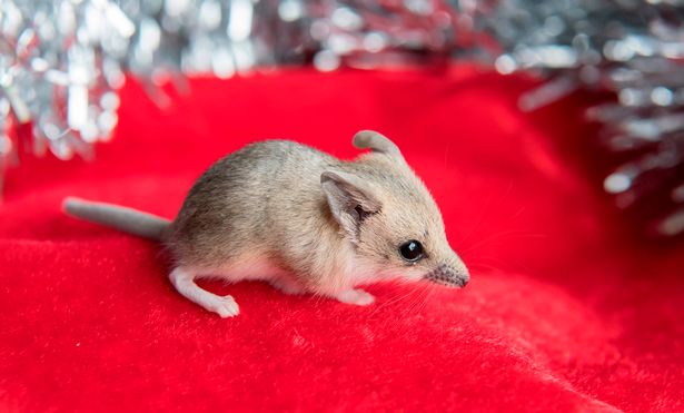 "Hồi sinh" loài đã tuyệt chủng: Con người đang cố "đóng vai" tạo hóa và những lo ngại kèm theo - Ảnh 3. "Hồi sinh" loài đã tuyệt chủng: Con người đang cố "đóng vai" tạo hóa và những lo ngại kèm theo - Ảnh 3.