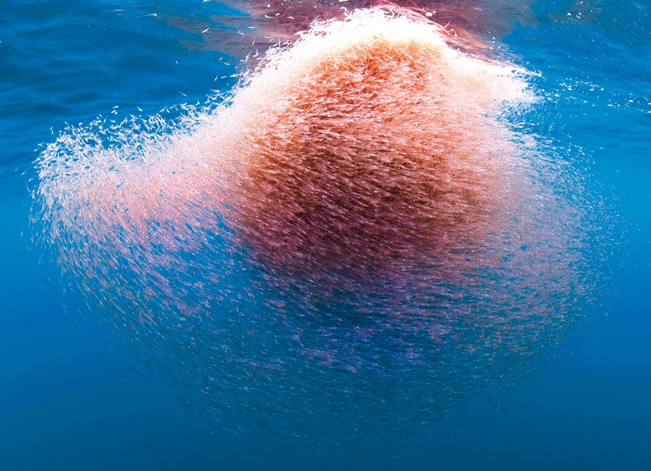 Loài tôm Nam Cực là kho lương thực của thế giới, bị ăn mất 300 triệu tấn mỗi năm vẫn không hết - Ảnh 4. Loài tôm Nam Cực là kho lương thực của thế giới, bị ăn mất 300 triệu tấn mỗi năm vẫn không hết - Ảnh 4.