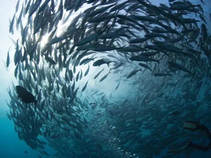 10 cách khó tin mà động vật áp dụng để sống sót trong môi trường nguy hiểm - Ảnh 3. 10 cách khó tin mà động vật áp dụng để sống sót trong môi trường nguy hiểm - Ảnh 3.