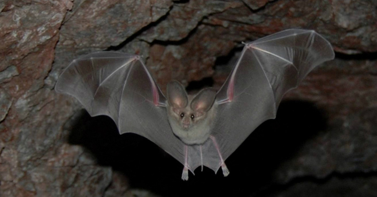 Những loài vật có khả năng nghe siêu việt: Số 5 là thú cưng quen mặt của nhiều người - Ảnh 6. Những loài vật có khả năng nghe siêu việt: Số 5 là thú cưng quen mặt của nhiều người - Ảnh 6.