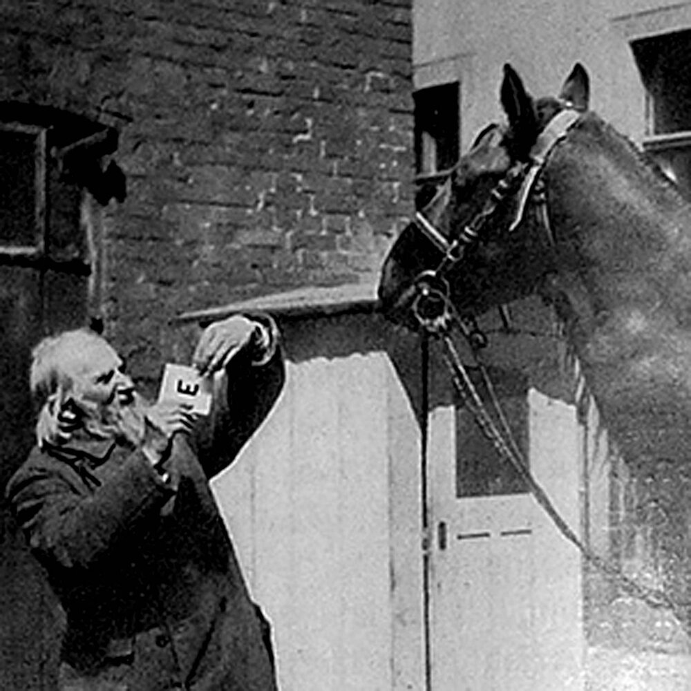 Hans: Chú ngựa thiên tài biết đọc và đếm - Ảnh 2. Hans: Chú ngựa thiên tài biết đọc và đếm - Ảnh 2.