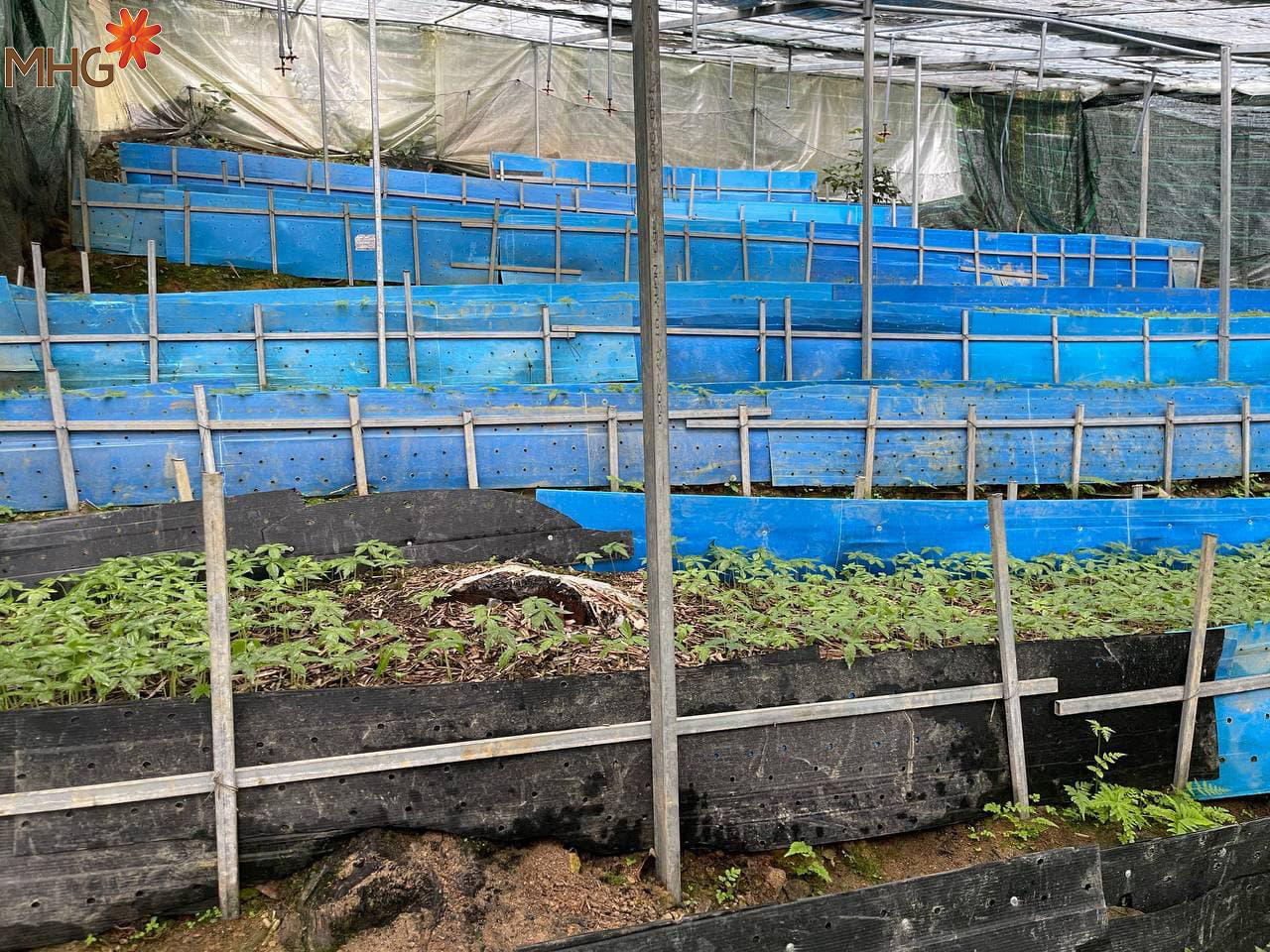 Vườn sâm Ngọc Linh MHG ứng dụng công nghệ tiên tiến - Ảnh 1. Vườn sâm Ngọc Linh MHG ứng dụng công nghệ tiên tiến - Ảnh 1.