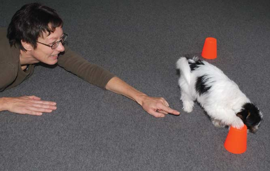 Chó là người bạn tốt nhất của con người, nhưng liệu con người có phải là người bạn tốt nhất của loài chó? - Ảnh 3. Chó là người bạn tốt nhất của con người, nhưng liệu con người có phải là người bạn tốt nhất của loài chó? - Ảnh 3.