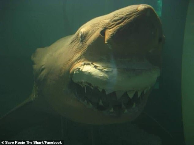 10086622-6728383-image-a-24_1550740249046.jpg 10086622-6728383-image-a-24_1550740249046.jpg