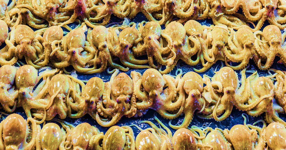 critics-horrified-by-worlds-first-octopus-farm.jpg critics-horrified-by-worlds-first-octopus-farm.jpg