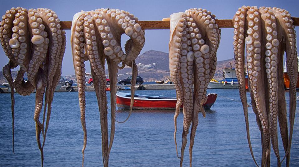 DryingOcto.jpg DryingOcto.jpg