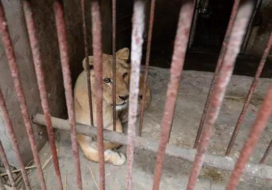 Trầm cảm ở động vật - Căn bệnh đáng buồn ở các loài thú do chính con người gây ra - Ảnh 5. Trầm cảm ở động vật - Căn bệnh đáng buồn ở các loài thú do chính con người gây ra - Ảnh 5.