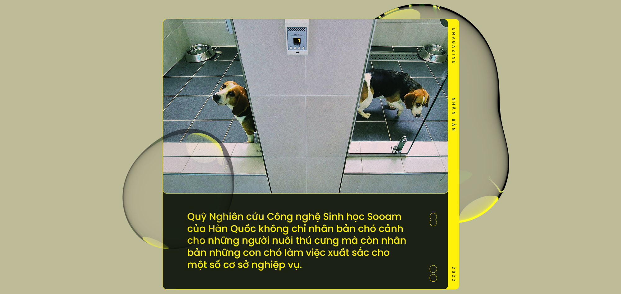 [Emag] Từ cừu Dolly đến voi ma m&uacute;t: Nh&acirc;n bản đ&atilde; thay đổi thế giới của ch&uacute;ng ta như thế n&agrave;o? - Ảnh 3.