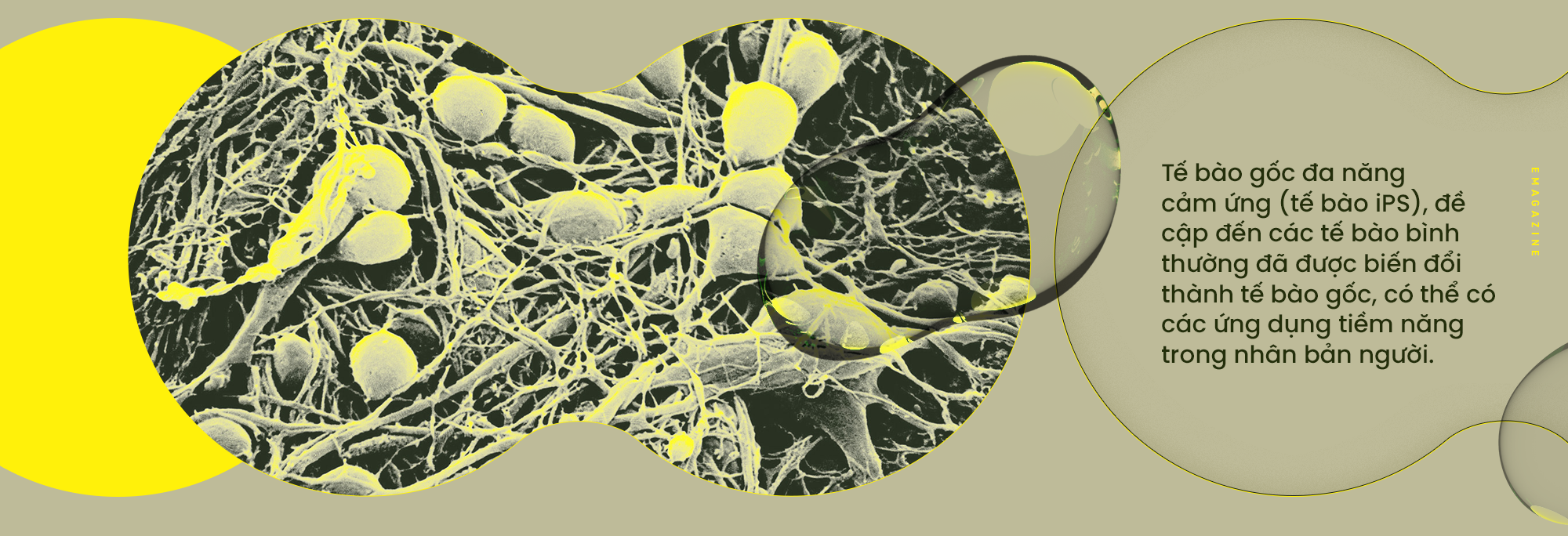 [Emag] Từ cừu Dolly đến voi ma m&uacute;t: Nh&acirc;n bản đ&atilde; thay đổi thế giới của ch&uacute;ng ta như thế n&agrave;o? - Ảnh 5.