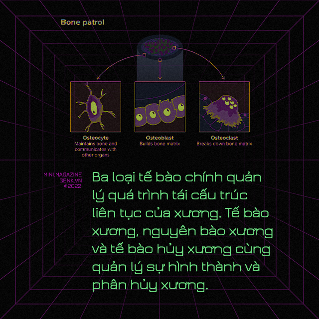 [mini] Ng&ocirc;n ngữ của những bộ xương v&agrave; những điều th&uacute; vị chưa biết - Ảnh 1.