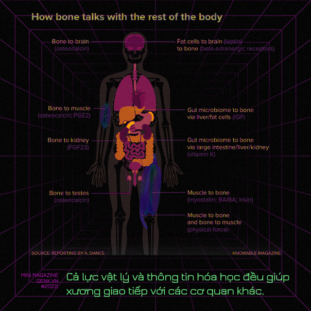 [mini] Ng&ocirc;n ngữ của những bộ xương v&agrave; những điều th&uacute; vị chưa biết - Ảnh 6.