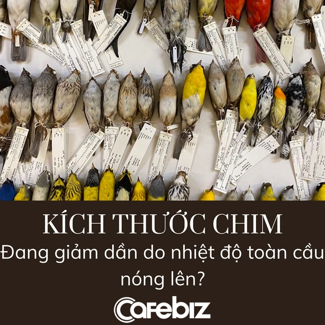 Nghiên cứu khiến cả nhân loại phải lo lắng: Kích thước các loài chim ngày càng bé - Ảnh 2. Nghiên cứu khiến cả nhân loại phải lo lắng: Kích thước các loài chim ngày càng bé - Ảnh 2.