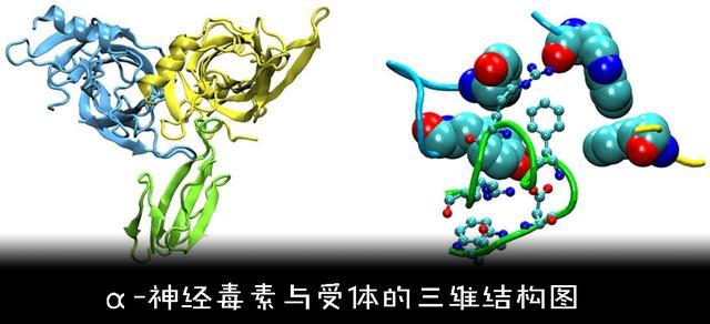 Tại sao con người không tiến hóa để có thể sở hữu nọc độc như loài rắn? - Ảnh 5. Tại sao con người không tiến hóa để có thể sở hữu nọc độc như loài rắn? - Ảnh 5.