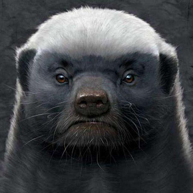 Tại sao con người không tiến hóa để có thể sở hữu nọc độc như loài rắn? - Ảnh 3. Tại sao con người không tiến hóa để có thể sở hữu nọc độc như loài rắn? - Ảnh 3.