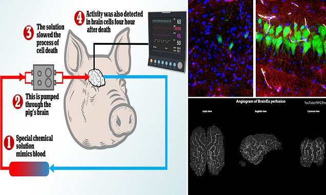 Định nghĩa cái chết đã lung lay: Các nhà khoa học hồi sinh một đôi mắt người đã chết sau 5 tiếng đồng hồ - Ảnh 2. Định nghĩa cái chết đã lung lay: Các nhà khoa học hồi sinh một đôi mắt người đã chết sau 5 tiếng đồng hồ - Ảnh 2.