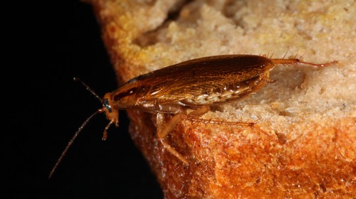 Các nhà khoa học vừa tạo ra một loài gián đột biến gen bằng công nghệ CRISPR - Ảnh 1. Các nhà khoa học vừa tạo ra một loài gián đột biến gen bằng công nghệ CRISPR - Ảnh 1.