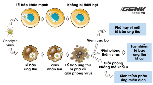Mỹ thử nghiệm một loại virus chữa ung thư: Khi mầm bệnh trở th&agrave;nh liều thuốc sống - Ảnh 5.