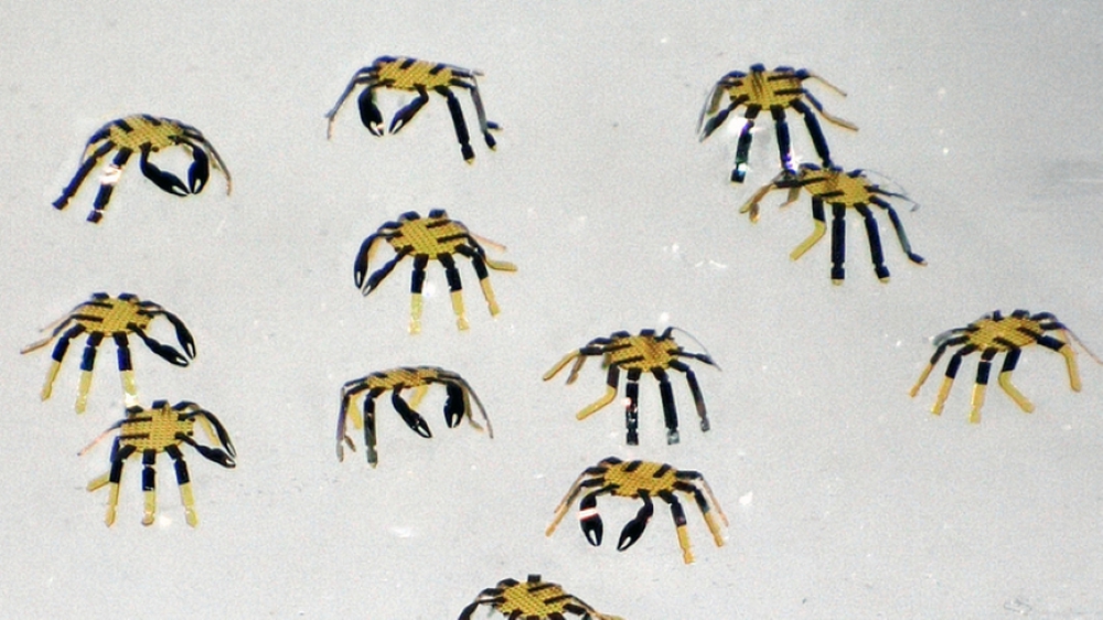 Robot điều khiển từ xa nhỏ nhất thế giới - Ảnh 3. Robot điều khiển từ xa nhỏ nhất thế giới - Ảnh 3.