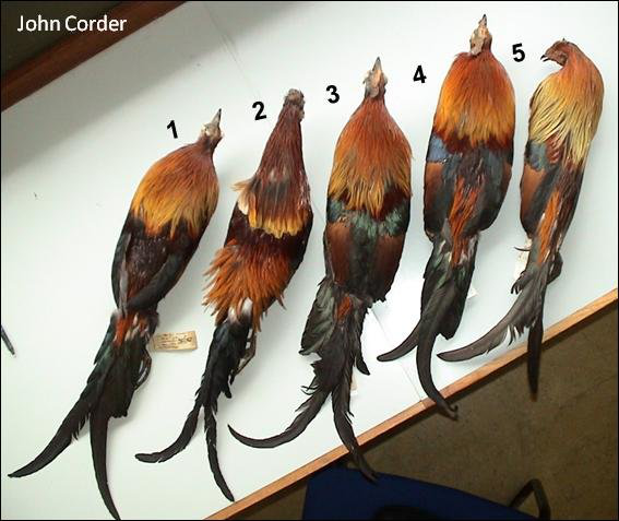 Nghi&ecirc;n cứu mới cho thấy g&agrave; rừng đ&atilde; được thuần h&oacute;a từ những vựa l&uacute;a v&ugrave;ng Đ&ocirc;ng Nam &Aacute; - Ảnh 3.