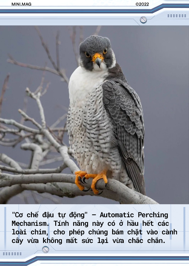 [mini] Giờ đ&acirc;y c&aacute;c nh&agrave; khoa học đ&atilde; c&oacute; thể chế tạo ra một con robot sở hữu khả năng bay lượn v&agrave; hạ c&aacute;nh như lo&agrave;i chim! - Ảnh 4.