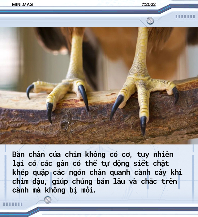 [mini] Giờ đ&acirc;y c&aacute;c nh&agrave; khoa học đ&atilde; c&oacute; thể chế tạo ra một con robot sở hữu khả năng bay lượn v&agrave; hạ c&aacute;nh như lo&agrave;i chim! - Ảnh 5.