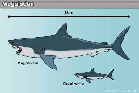 C&aacute; mập trắng c&oacute; thể đ&atilde; g&oacute;p phần đẩy si&ecirc;u c&aacute; mập Megalodon đến diệt vong - Ảnh 3.