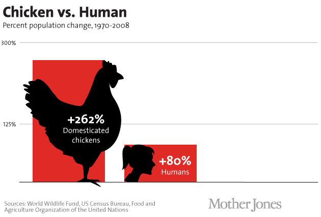 72 tỷ con g&agrave; bị giết thịt mỗi năm, con số sẽ giảm 30% nếu bạn chịu kh&oacute; ăn cả xương của ch&uacute;ng - Ảnh 4.