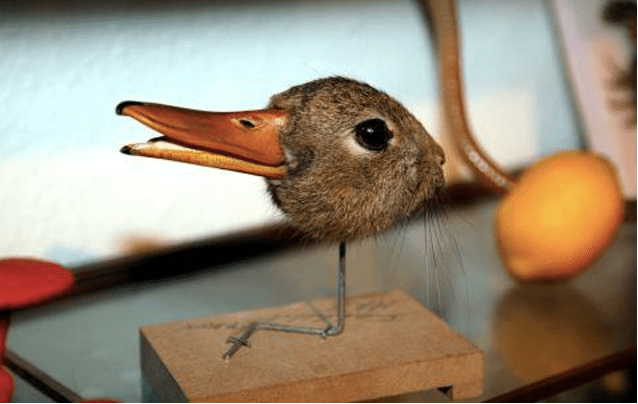 Bạn thấy vịt hay thấy thỏ: Một ranh giới mong manh giữa tính bảo thủ và sự kiên định - Ảnh 6. Bạn thấy vịt hay thấy thỏ: Một ranh giới mong manh giữa tính bảo thủ và sự kiên định - Ảnh 6.