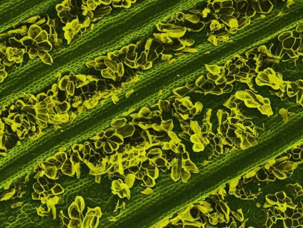 25 món đồ thông dụng nhưng trông thật khác lạ dưới góc nhìn kính hiển vi - Ảnh 16. 25 món đồ thông dụng nhưng trông thật khác lạ dưới góc nhìn kính hiển vi - Ảnh 16.