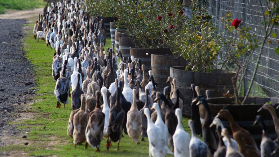 “Đội quân vịt canh gác vườn nho”: Bí kíp tồn tại 300 năm của một nhà máy rượu vang - Ảnh 2. “Đội quân vịt canh gác vườn nho”: Bí kíp tồn tại 300 năm của một nhà máy rượu vang - Ảnh 2.