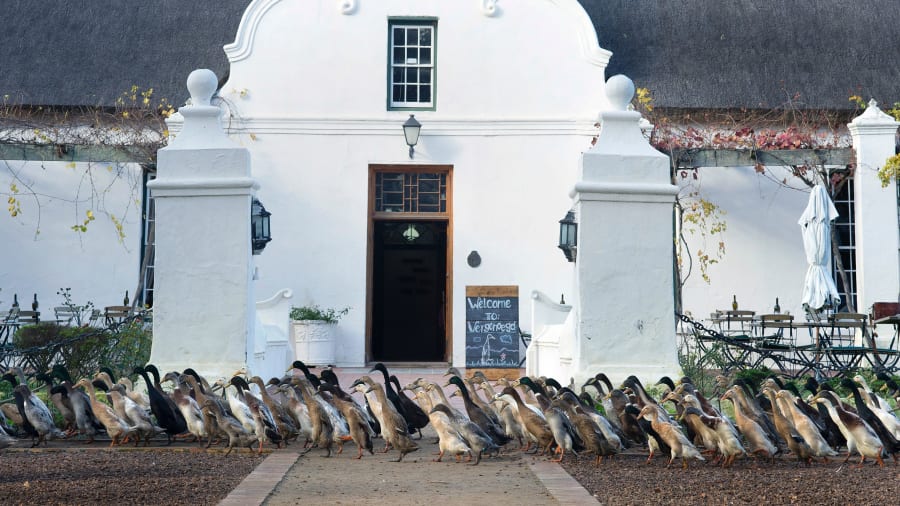 “Đội quân vịt canh gác vườn nho”: Bí kíp tồn tại 300 năm của một nhà máy rượu vang - Ảnh 3. “Đội quân vịt canh gác vườn nho”: Bí kíp tồn tại 300 năm của một nhà máy rượu vang - Ảnh 3.