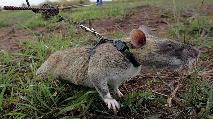 “Đội quân vịt canh gác vườn nho”: Bí kíp tồn tại 300 năm của một nhà máy rượu vang - Ảnh 4. “Đội quân vịt canh gác vườn nho”: Bí kíp tồn tại 300 năm của một nhà máy rượu vang - Ảnh 4.