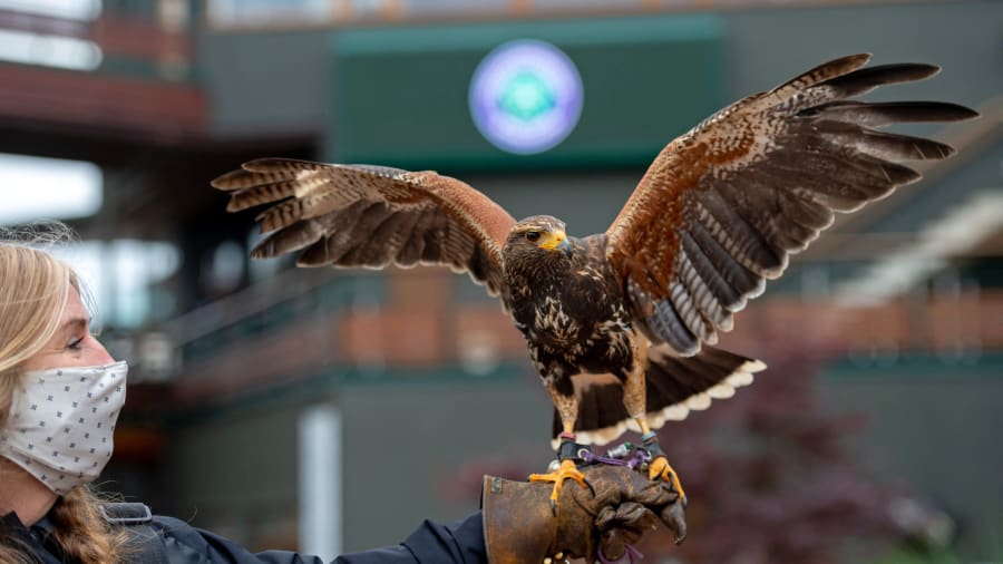 “Đội quân vịt canh gác vườn nho”: Bí kíp tồn tại 300 năm của một nhà máy rượu vang - Ảnh 7. “Đội quân vịt canh gác vườn nho”: Bí kíp tồn tại 300 năm của một nhà máy rượu vang - Ảnh 7.