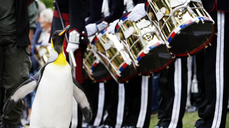 “Đội quân vịt canh gác vườn nho”: Bí kíp tồn tại 300 năm của một nhà máy rượu vang - Ảnh 8. “Đội quân vịt canh gác vườn nho”: Bí kíp tồn tại 300 năm của một nhà máy rượu vang - Ảnh 8.