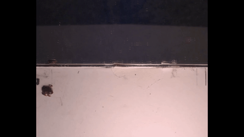 Lo&agrave;i ếch tội nghiệp nhất h&agrave;nh tinh: Nhỏ chỉ bằng c&aacute;i m&oacute;ng tay, tiến h&oacute;a xong th&igrave; mất lu&ocirc;n bản năng nhảy - Ảnh 6.