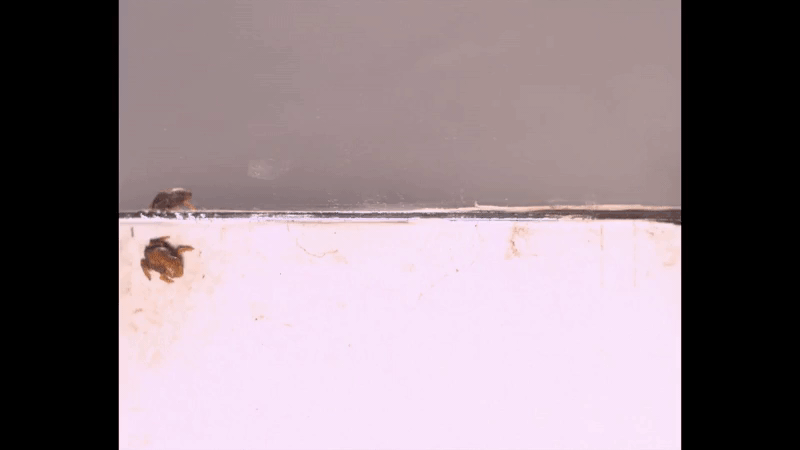 Lo&agrave;i ếch tội nghiệp nhất h&agrave;nh tinh: Nhỏ chỉ bằng c&aacute;i m&oacute;ng tay, tiến h&oacute;a xong th&igrave; mất lu&ocirc;n bản năng nhảy - Ảnh 3.