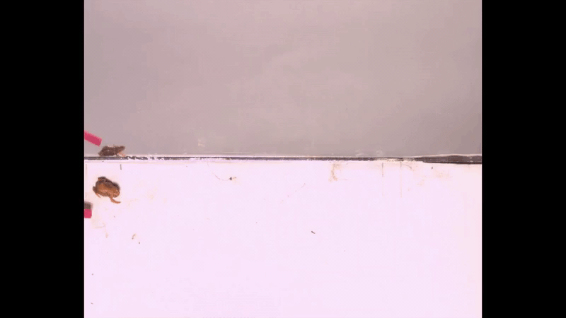 Lo&agrave;i ếch tội nghiệp nhất h&agrave;nh tinh: Nhỏ chỉ bằng c&aacute;i m&oacute;ng tay, tiến h&oacute;a xong th&igrave; mất lu&ocirc;n bản năng nhảy - Ảnh 8.